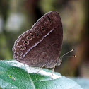 Bush Brown