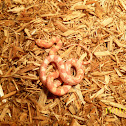 Sunglow Corn Snake
