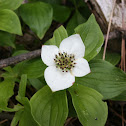 Canadian Dwarf Cornel