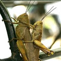 grasshopper