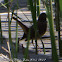 Nightingale; Ruiseñor Común