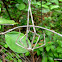 Margin-winged Stick Insect