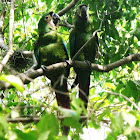 guacamayo severo - chestnut-fronted macaw