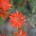 Applegate's Paintbrush
