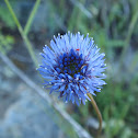  Sheep's-bit Scabious