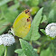 Dina Yellow Butterfly