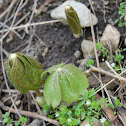 mayapple