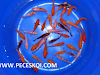 Vendo Peces Koi Para Piletas O Estanques