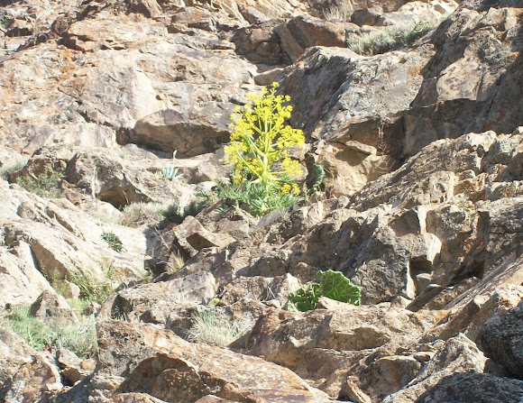 Spotting Image 1