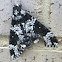 Rustic Sphinx Moth