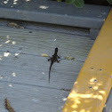 Brown Anole