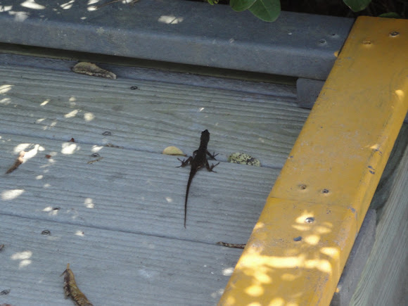 Spotting Image 1