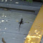 Brown Anole