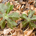 Wild Plant