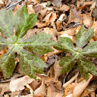 Wild Plant