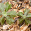 Wild Plant