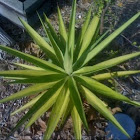 Yucca