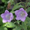 Bell flower