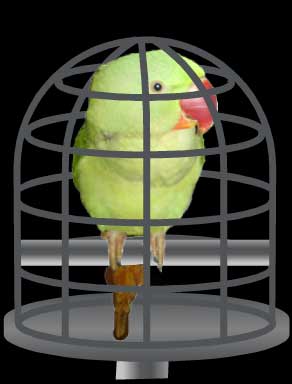 Photoshop and Vector illustration of my pet Alexandra locked awayin a sad tiny little cartoon bird cage