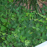 Leaves of three... Leaves of three...