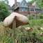 Mushroom