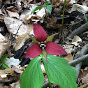 Purple Trillium