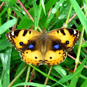 Yellow Pansy