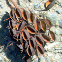 Southern Silky Oak