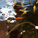 Koi