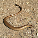 Slow Worm