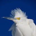 Snowy Egret