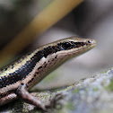 Caribbean Skink