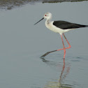 Black Winged Stilt