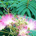 Mimosa - Persian Silk Tree