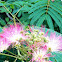 Mimosa - Persian Silk Tree