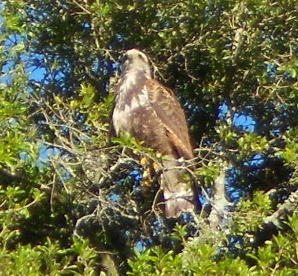 Spotting Image 1