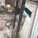 Grey squirrel