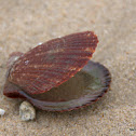 Scallop