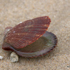 Scallop