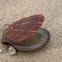 Scallop