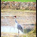 Sarus Crane