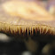 Fungi