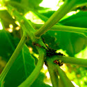 Ant protecting Treehopper Nymphs