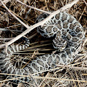 Great Basin Rattlesnake