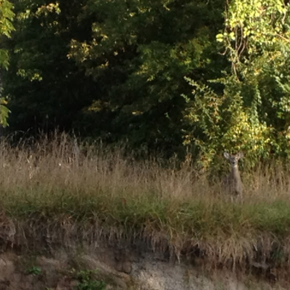 Spotting Image 1