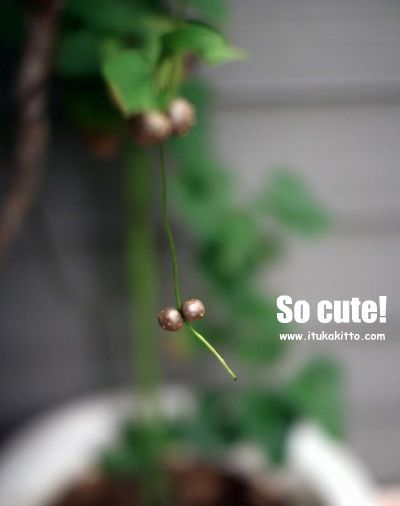 秋到来、庭の片隅にむかご発見♪