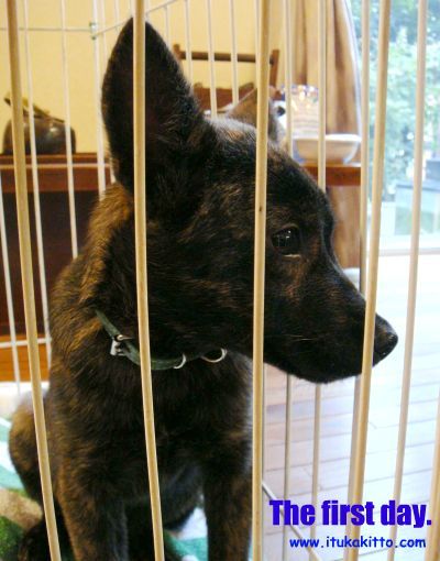 犬、2日目にして脱走するの巻。