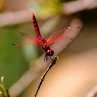 Dragon Fly