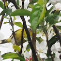 Connecticut Warbler