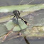 Jade Clubtail